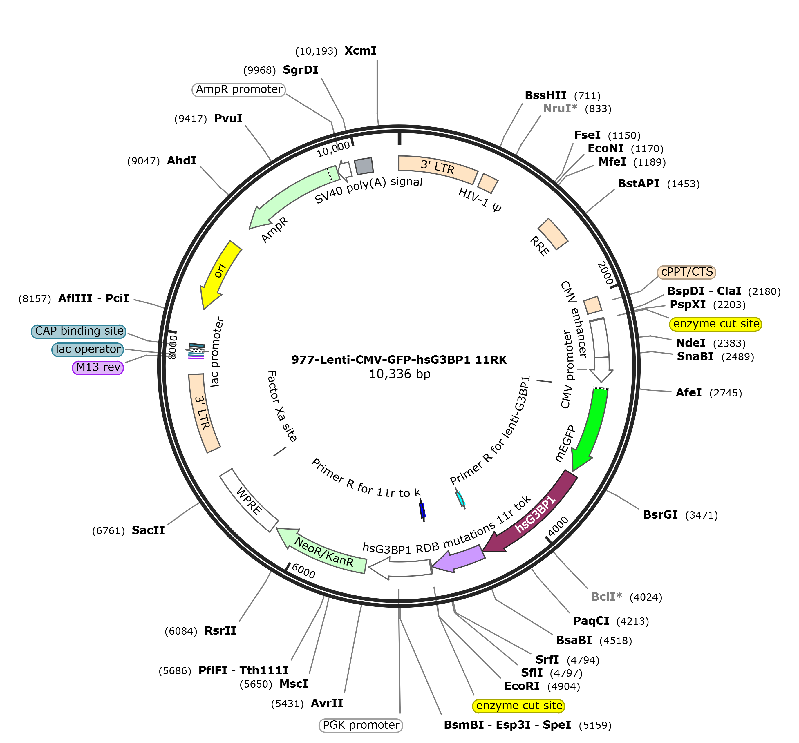 Lenti-mEGFP-hsG3BP1 11RK载体图谱.png